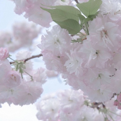 Furry绘画笔刷实用运用Furry群